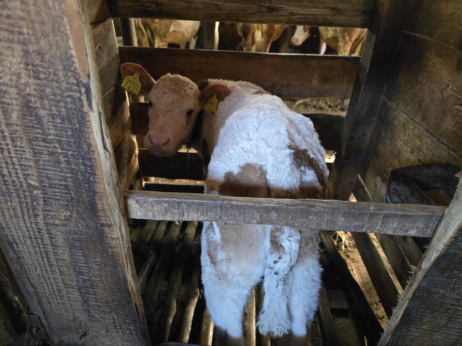 Vând două vițele Bălțată Românească