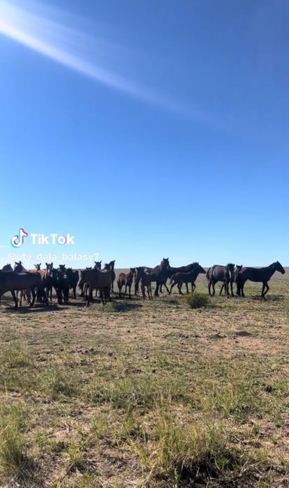 Табун ЛОШАДЕЙ, Бир үйір жылқы