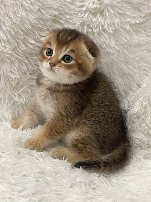 Продаются котята шиншиллы