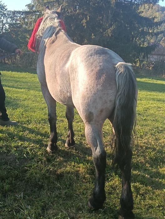 Vând iapă vârsta șapte ani