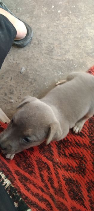 pit bul  olgan baraka topadi