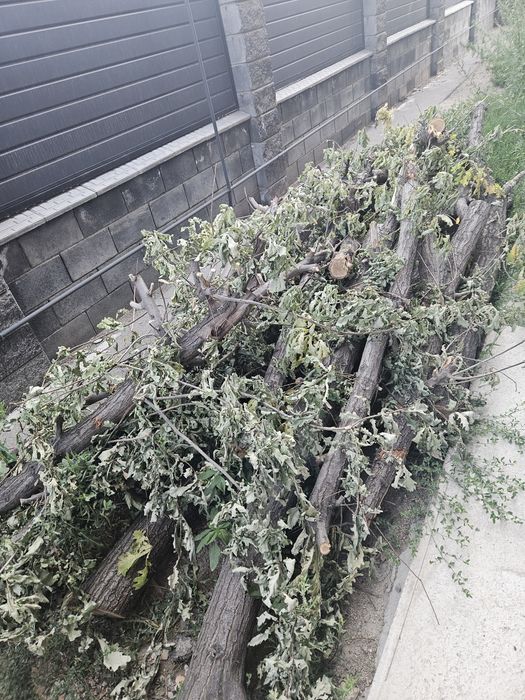 Продам дуб самовывоз