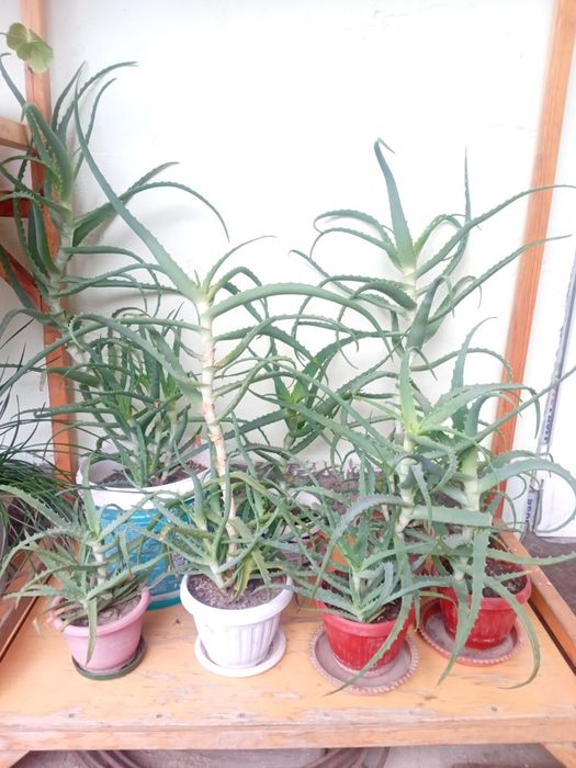 Алоэ лечебное  продаётся