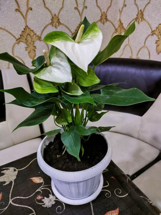 Комнатные растения. доставка