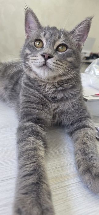 Котенок мальчик имеет паспорт