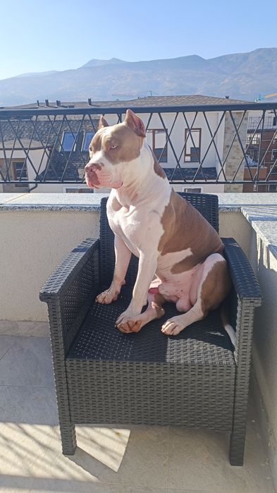 Американски Питбул териер