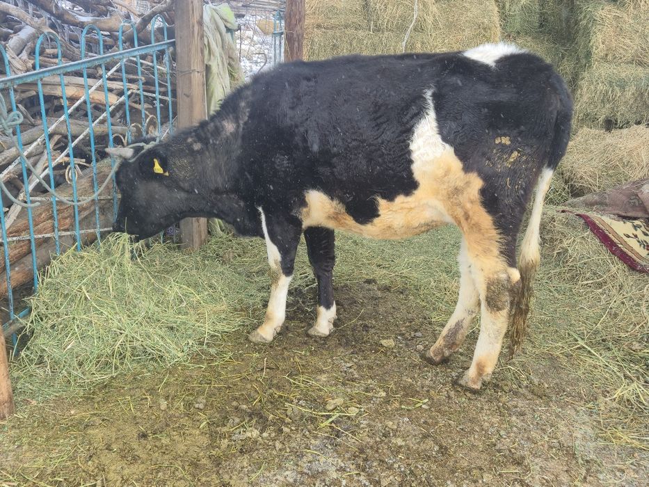 Корова.  Бузаулы сиыр!