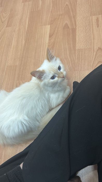 Котик Снежок ищет семью