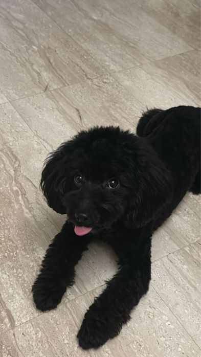 Мальтипу Мальчик ВЯЗКА.