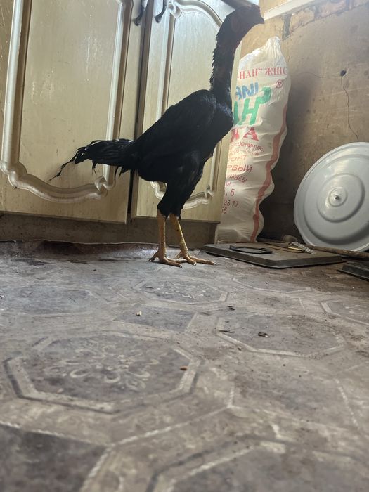 Бойцовый дакан ганой микс китай 7 месяцев