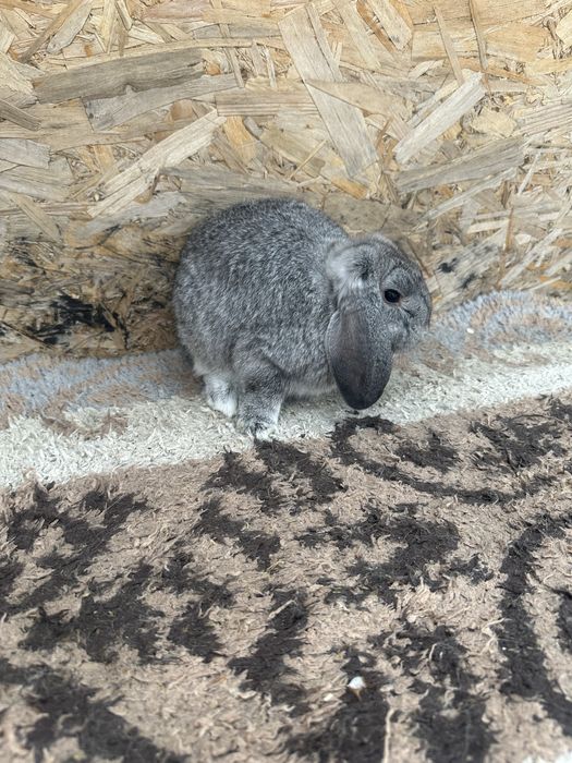 Iepuri pitic berbec german