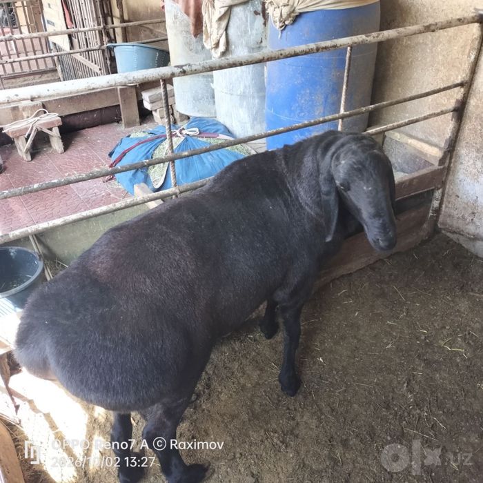Arashan va Xisor qochqorlar 100 kgdan oshiq. Zotini olish un