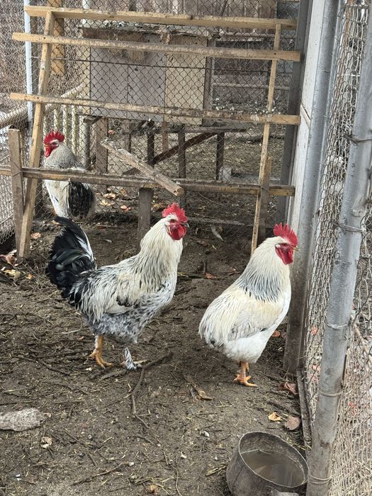 Продаем 3 молодых петухов