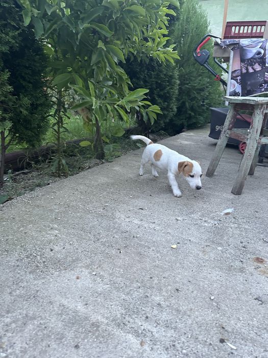 Jack russell terrier pui