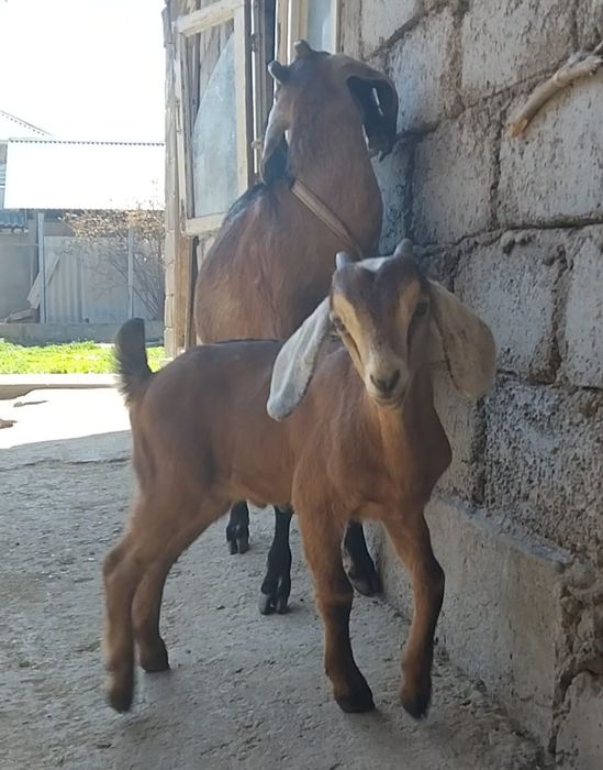 АнглоНубийский ешкі Қойға бартер