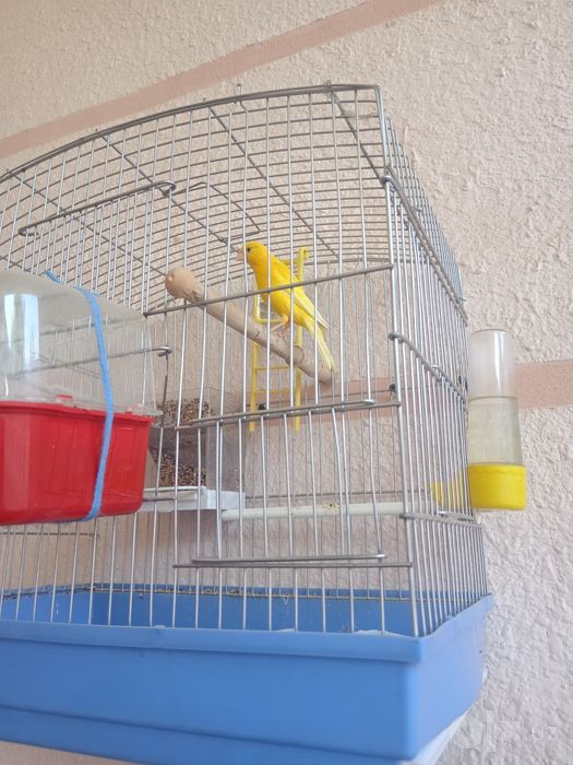 Sayroqi erkak Kanareyka qafasi bilan sotiladi. Ovozi baland va tiniq.