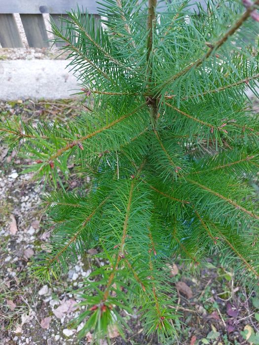 Brazi duglas Pseudotsuga menziesii cu balot de sol- 70-90 cm
