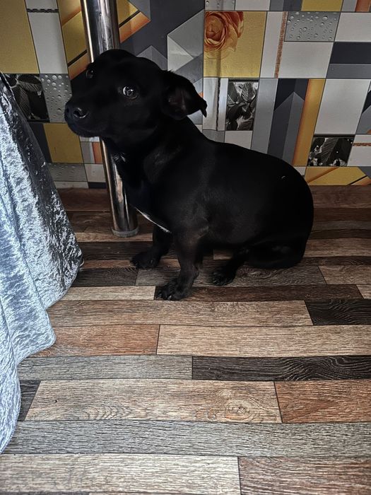 Щенок в поисках дома