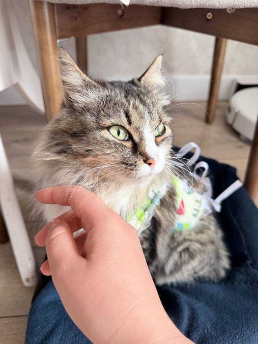Ищем дом для очень милой кошечки