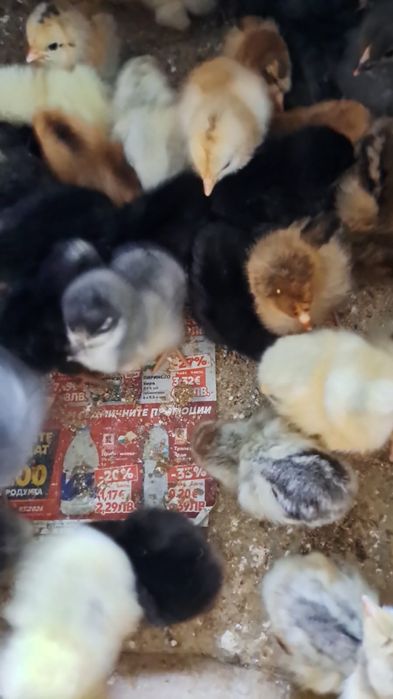 Пилета на седмица