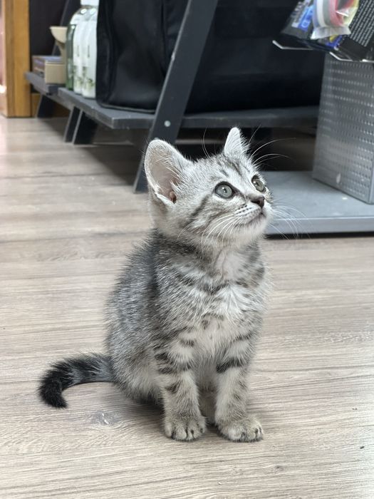 Шотланский котенок в добрые руки