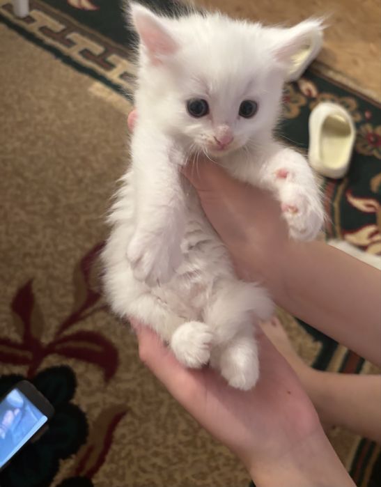 Отдам в добрые руки котят