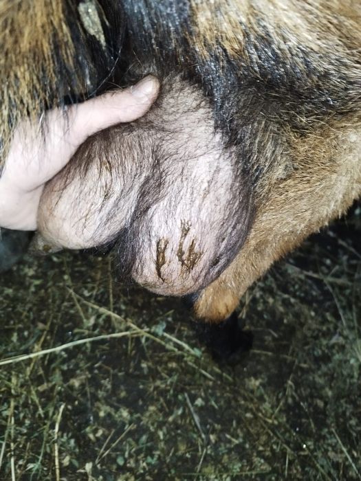 Vand 2capre,           !