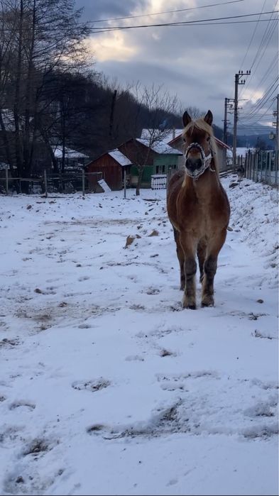 De vanzare  manz de 2 ani !