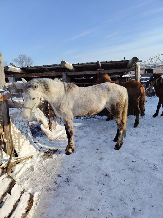 Жыкылар сатылады