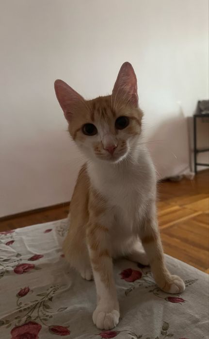 Pisicuta spre adoptie