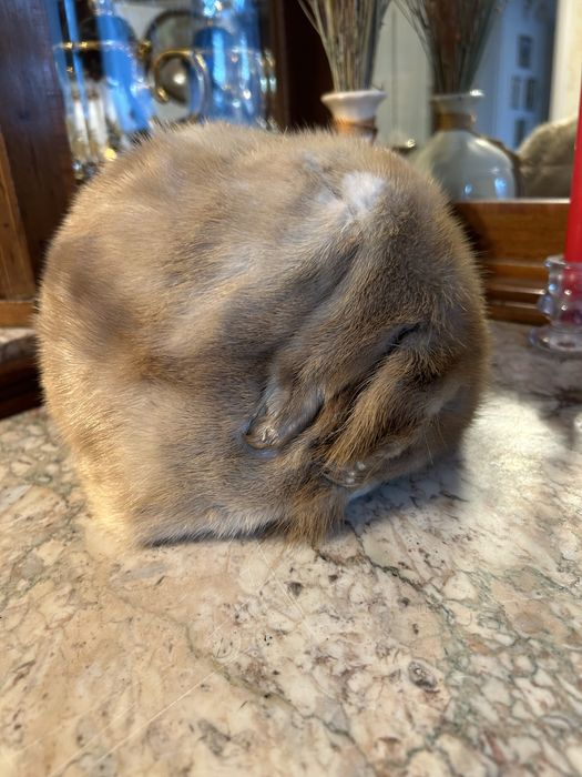 Caciula blana jder auriu