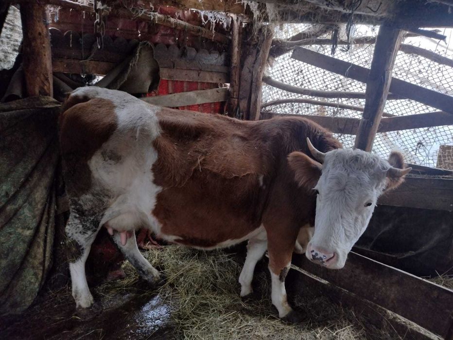 Vand vaca baltata romaneasca gestanta in 3 luni