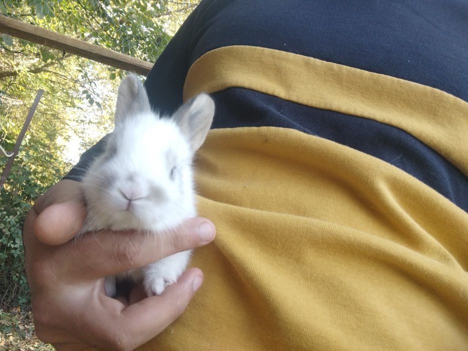 Iepurași de companie