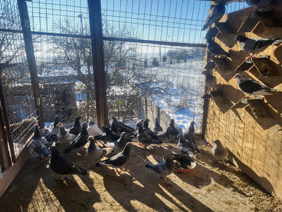 Voiajori de concursuri