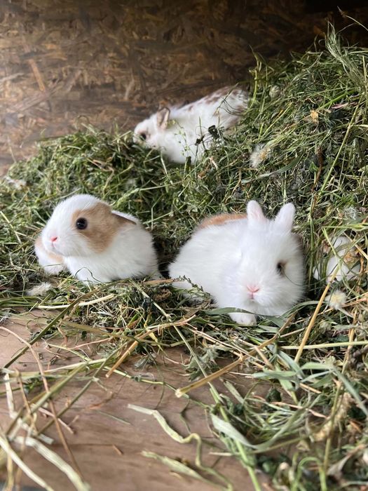 Familie iepuri pitici