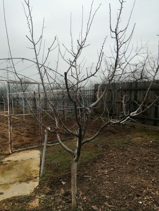Toaletare pomi fructiferi Ploiesti