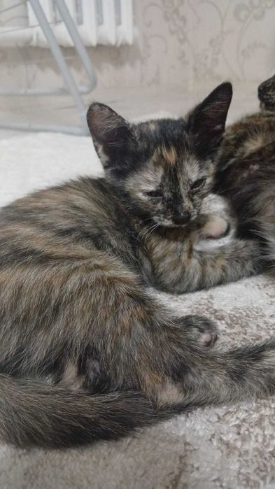 Домашние котята девочки