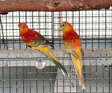 Певчий атласовый пара