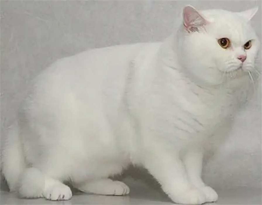 Британски Късокосмести котета - лицензиран развъдник