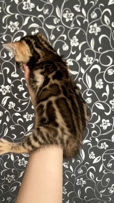 Бенгальские котят!!