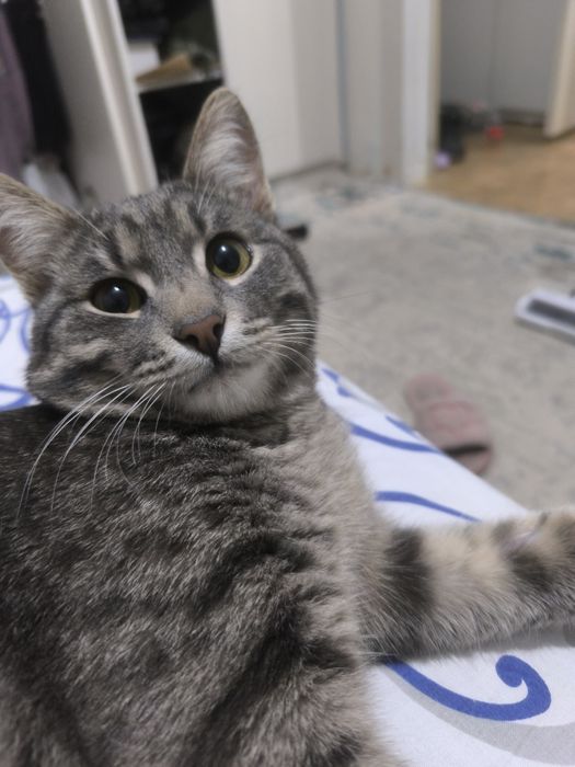 Отдаю кота в хорошие руки