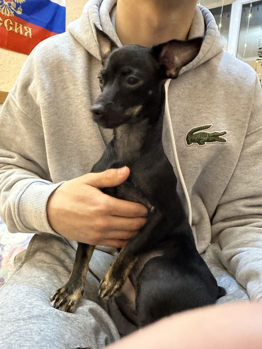 продаю пинчер  девочка