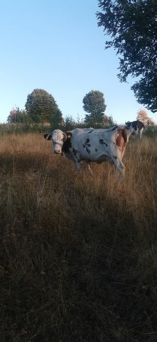 Vând vaci, viței și taur