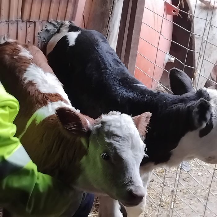 Vând 2 vitei Bălțați