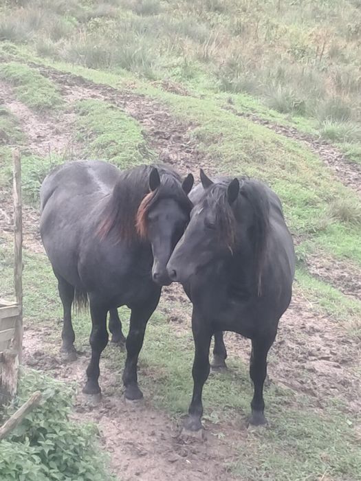 Armasar si iapa de vanzare
