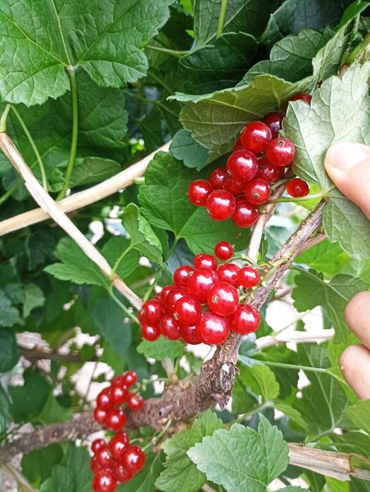 Продам саженец красной смородины