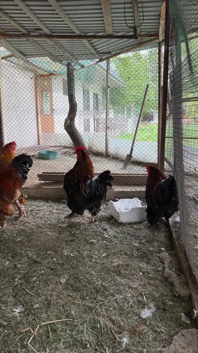 Цыплята брамы, кохенхины