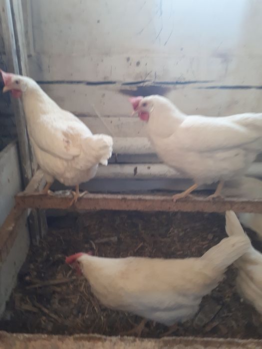 Инкубационное яицо Леггорна