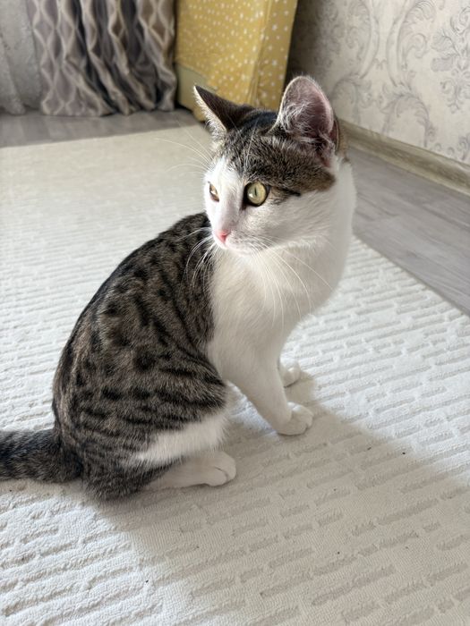 Отдам Кота бесплатно