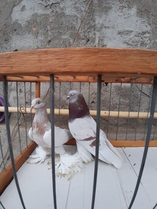 Голуби Голуби го